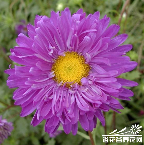 翠菊(江西腊)的养殖养护知识
