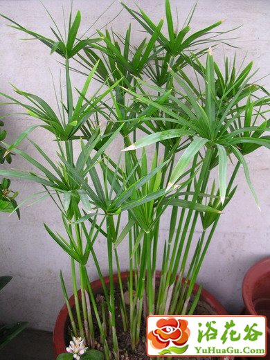 伞草、伞竹、水棕竹、台湾竹、风车草的养殖方法