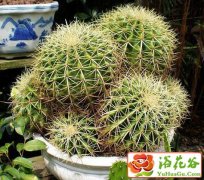 仙人球的管理养护方法