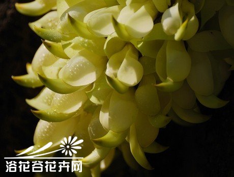 <a href='https://www.861230.com/guanhuazhiwu/6795.html' target='_blank'><u>禾雀花</u></a>的养殖方法