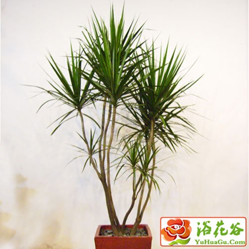 千年木的养殖方法