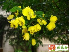 黄花槐盆栽的养护方法