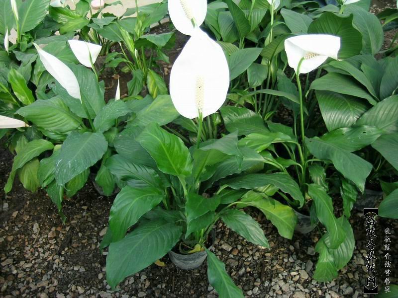 银苞芋 