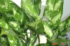 黑美人植物的养护方法