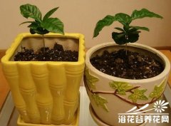 盆栽咖啡树,咖啡豆的方法