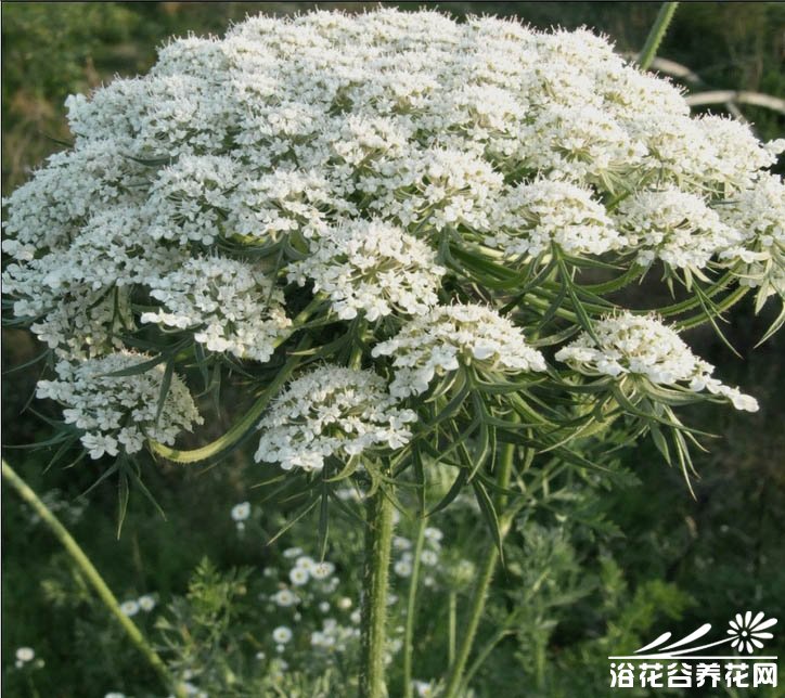蕾丝花,白雪花
