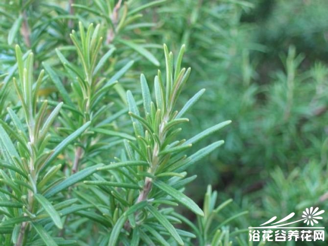 迷迭香的种植
