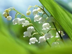 铃兰的花语