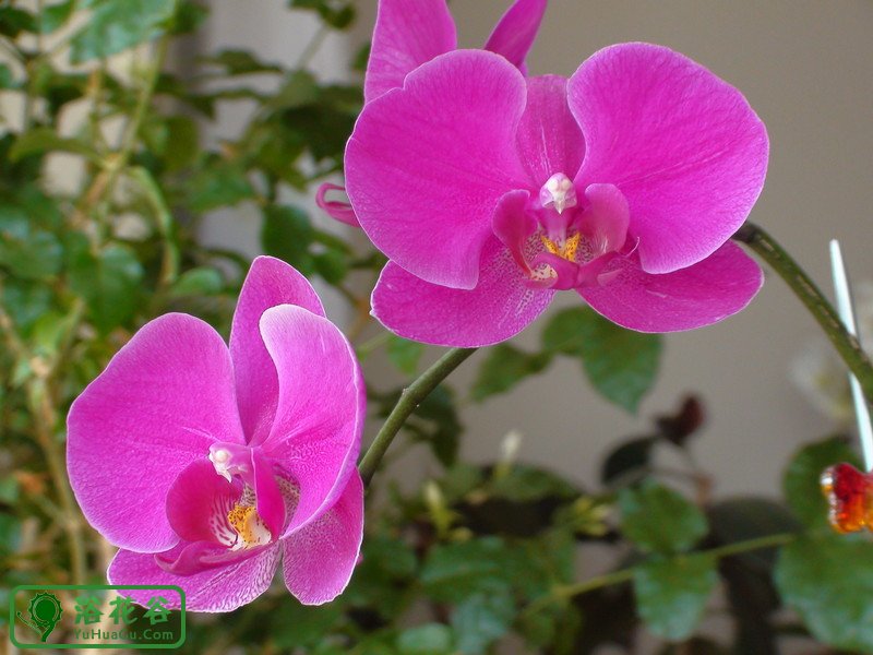 <a href='https://www.861230.com/guanhuazhiwu/6598.html' target='_blank'><u>蝴蝶兰</u></a>