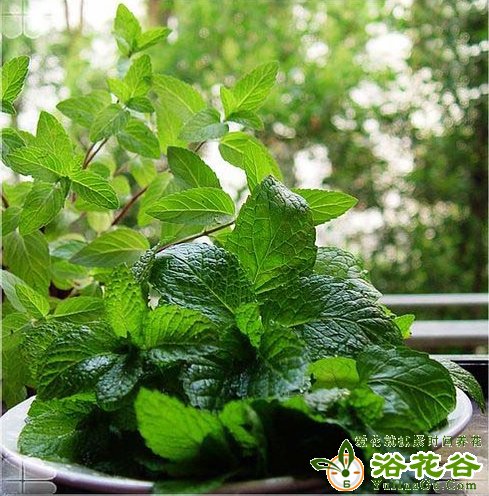 薄荷的养殖