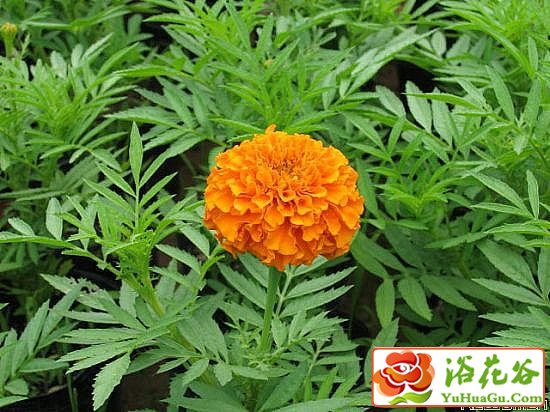 孔雀草栽培