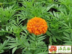 孔雀草的栽培养护