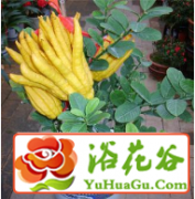 盆栽佛手的栽培管理方法
