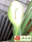 春雨的种植方法