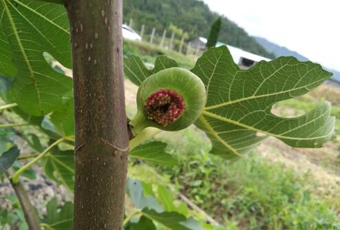 无花果到底开不开花呢