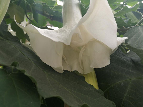 木本<a href='https://www.861230.com/guanhuazhiwu/45.html' target='_blank'><u>曼陀罗</u></a>