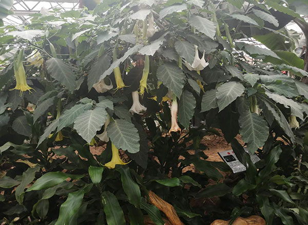 木本<a href='https://www.861230.com/guanhuazhiwu/45.html' target='_blank'><u>曼陀罗</u></a>