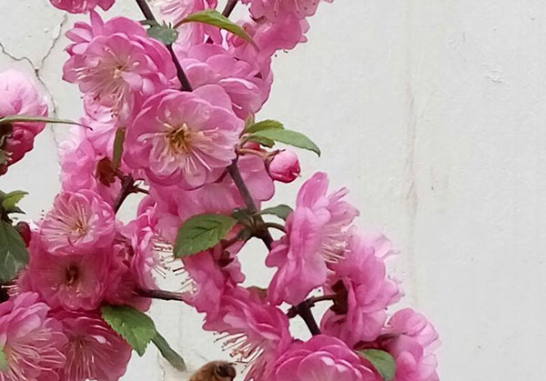 <a href='https://www.861230.com/guanhuazhiwu/6704.html' target='_blank'><u>榆叶梅</u></a>