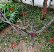 草本和木本植物的区别（图）