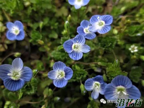 婆婆纳