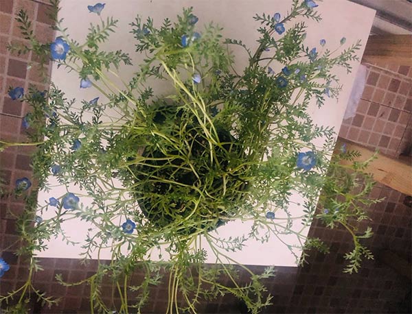 喜林草