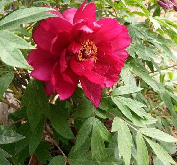 <a href='https://www.861230.com/guanhuazhiwu/6751.html' target='_blank'><u>芍药</u></a>和牡丹的区别图