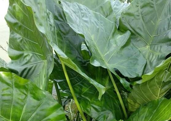 芋头和滴水观音的区别