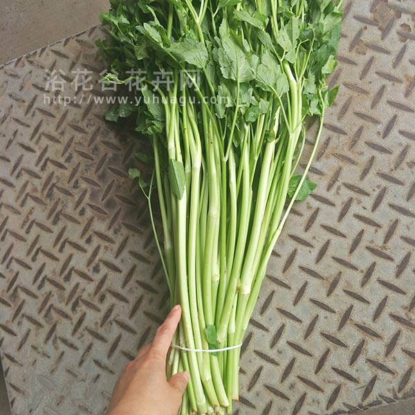 水芹菜和芹菜外观区别