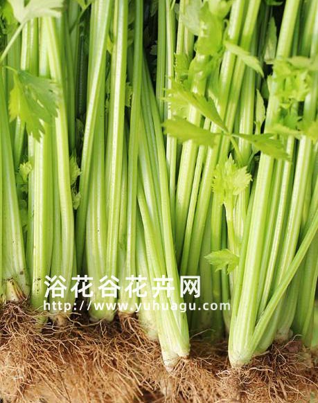 水芹菜和芹菜外观区别
