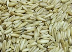 燕麦与小麦的实物图对比