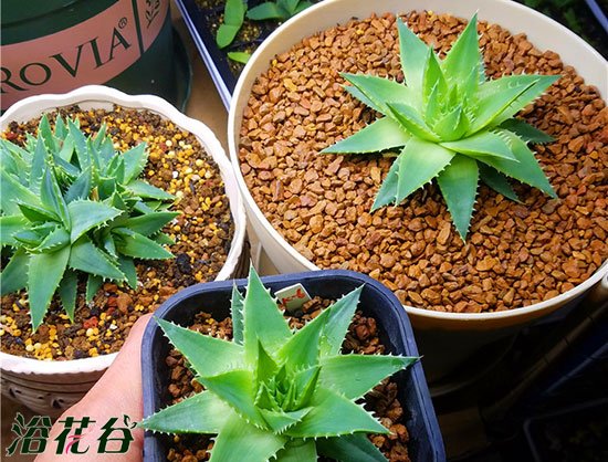 芦荟女王小时候的图片
