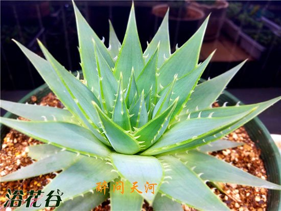 芦荟女王小时候的图片