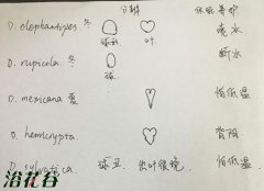 龟甲龙品种介绍（常见）