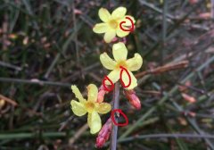 迎春花和迎夏花区别,简单易懂