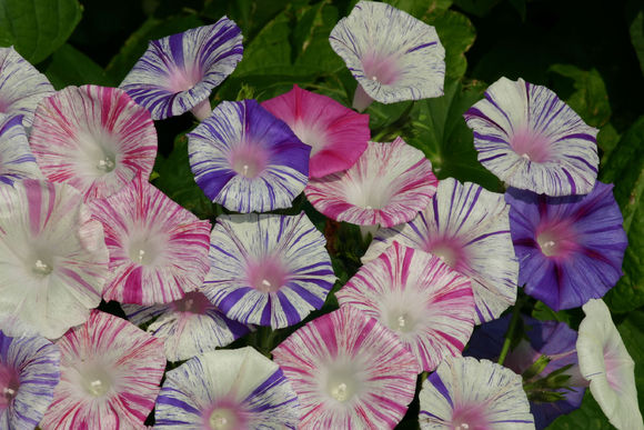 <a href='https://www.861230.com/guanhuazhiwu/6858.html' target='_blank'><u>牵牛花</u></a>有多少种颜色