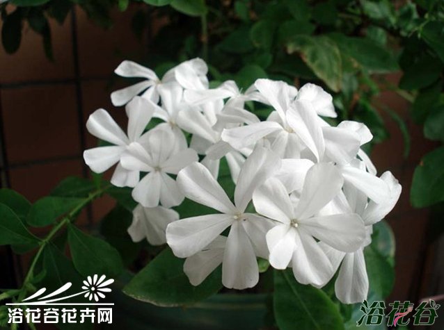 白雪花和蓝雪花、红雪花的区别
