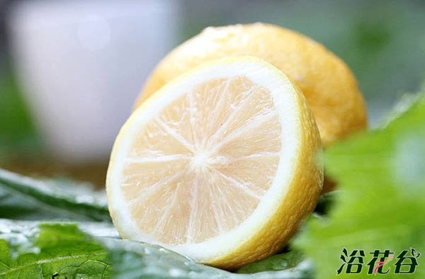 香橼和柠檬的区别（图）