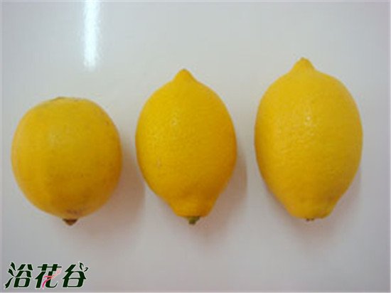 柠檬品种介绍(图片)