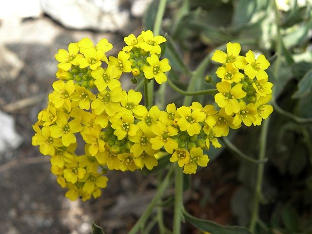 岩生庭芥