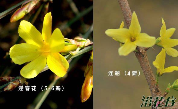 连翘和迎春花的区别(图文)