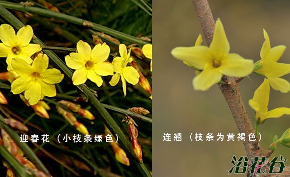 连翘和迎春花的区别(图文)