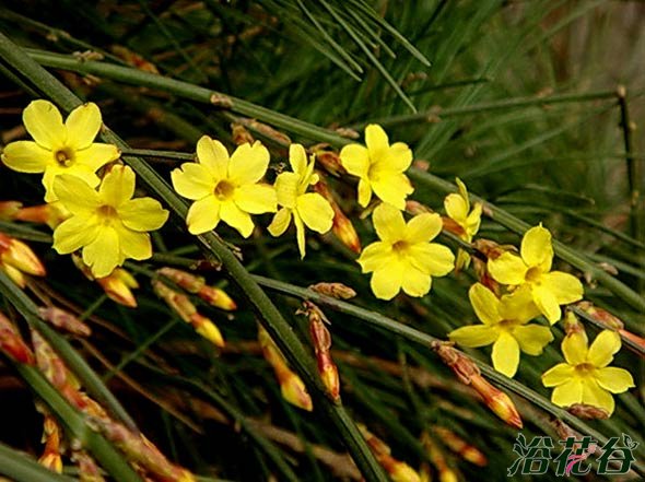 连翘和迎春花的区别(图文)
