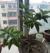 叶仙是什么植物（附图片）
