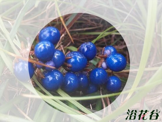 麦冬