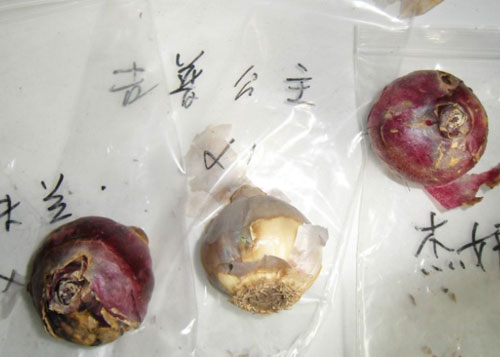 像洋葱一样的花（图）