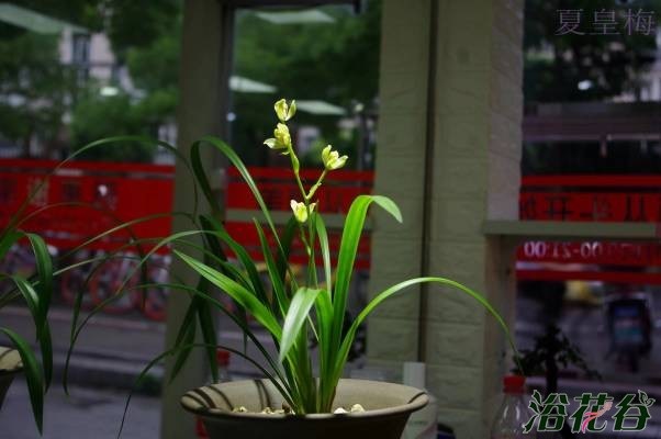 <a href='https://www.861230.com/guanhuazhiwu/6593.html' target='_blank'><u>兰花</u></a>