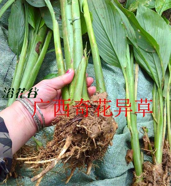 姜黄