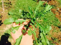 怎样识别荠菜带图片（不是那么容易的）