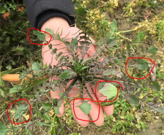 荠菜