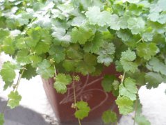 天胡荽与铜钱草的区别（一眼便知）